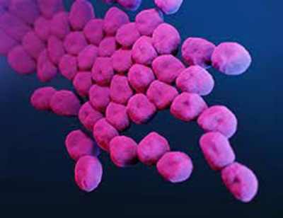 Acinetobacter Baumannii | NIAS